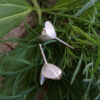 Ohrstecker «Muscari»